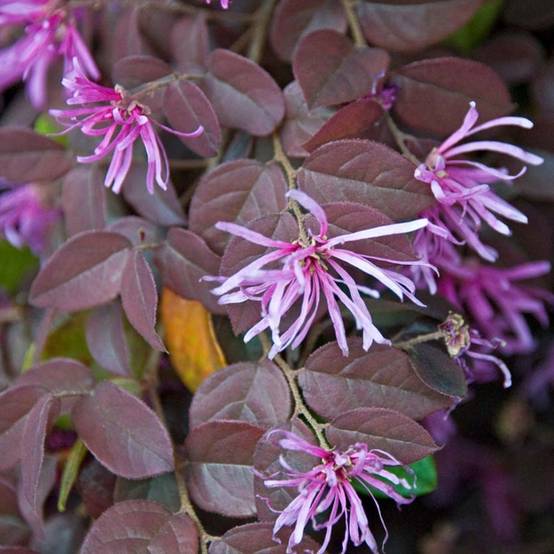 Loropetalum chinense Pipa's Red Pot de 2L/3L