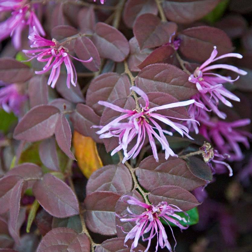Loropetalum chinense Pipa's Red Pot de 2L/3L