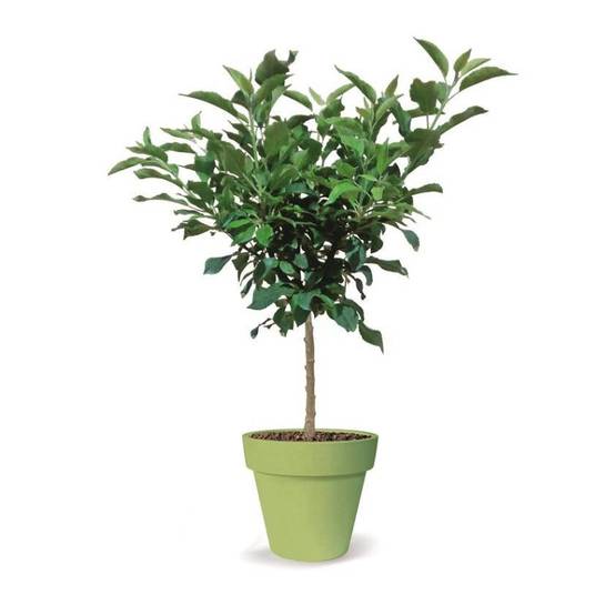 Pommier nain Pom' Pousse - Nains de jardins® - Bon rendement - Pot de 5L - 40/80 cm - De 1,50 m à 2,00 m - Image 7
