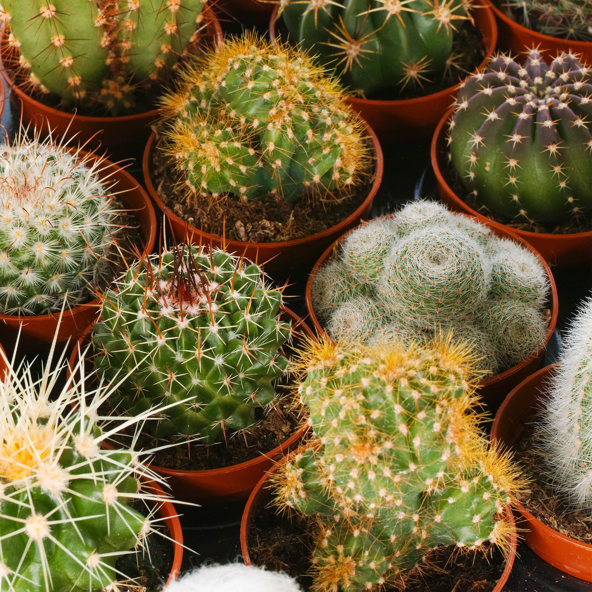 Gardenersdream - Ensemble Cactus Et Plantes Grasses Naturelles Gardenersdream - Assortiment De 3 Plantes Succulentes Naturelles - Idéal Pour Maisons Et Bureaux - Imagen 3