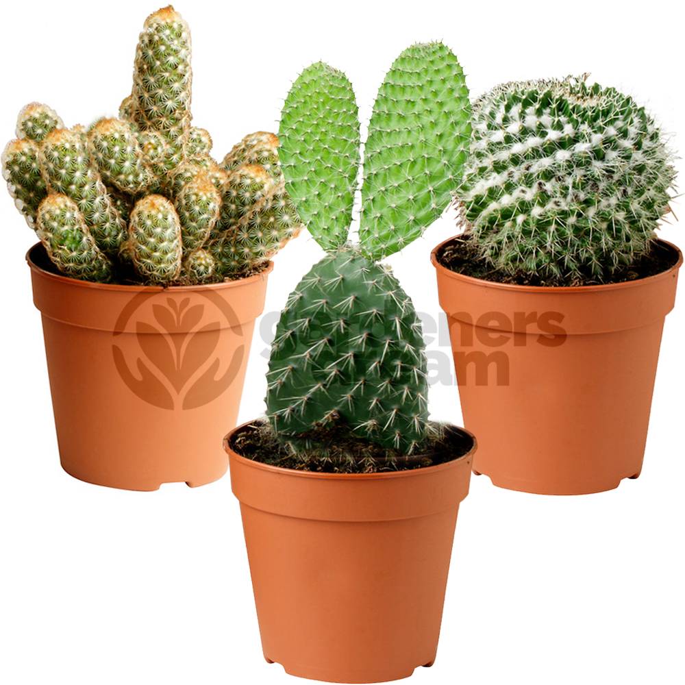 Gardenersdream - Ensemble Cactus Et Plantes Grasses Naturelles Gardenersdream - Assortiment De 3 Plantes Succulentes Naturelles - Idéal Pour Maisons Et Bureaux - Imagen 1