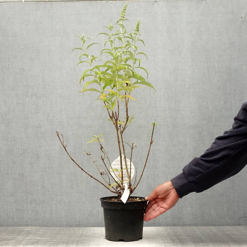 Buddleia davidii Marbled White - Arbre aux Papillons Pot de 2L/3L - Image 2