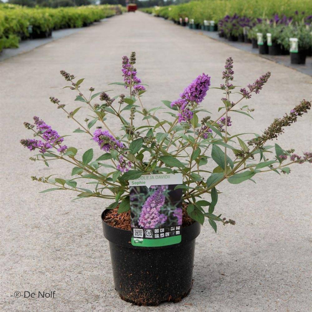 Buddleia davidii Sophie - Arbre à papillons Pot de 2L/3L - Image 1