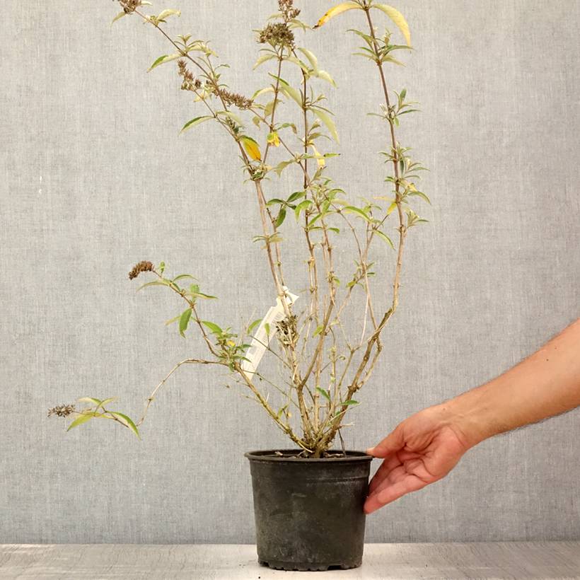 Buddleia davidii Sophie - Arbre à papillons Pot de 2L/3L - Image 2