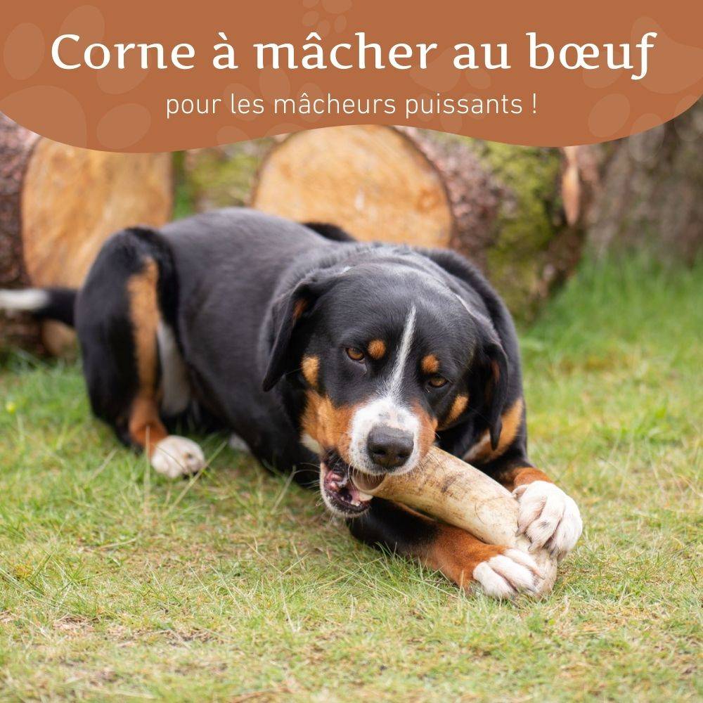 Wildfang - Wildfang - Corne à mâcher de boeuf - 3 pieces - M - Image 2