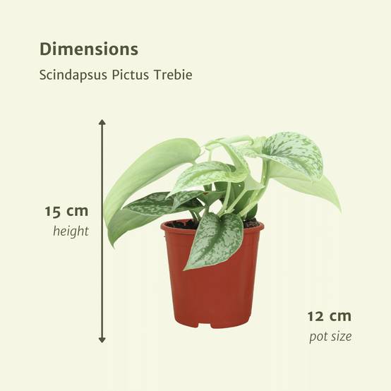 Scindapsus Pictus Trebie (Epipremnum) - D12 H15cm - Image 4