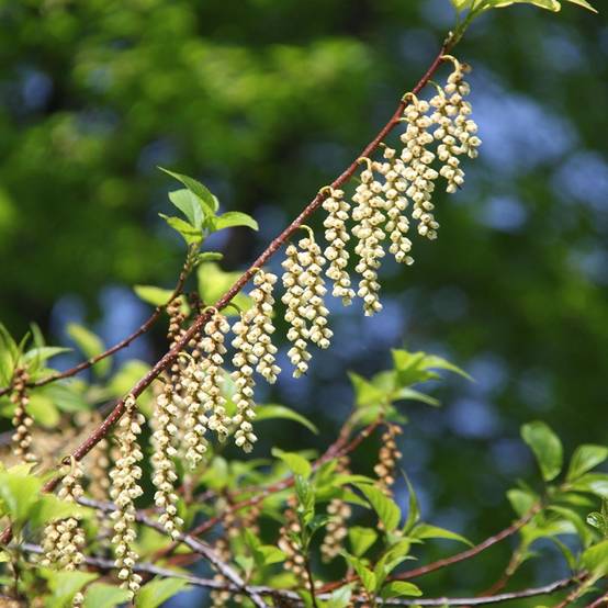 Stachyurus praecox Pot de 2L/3L - Image 1