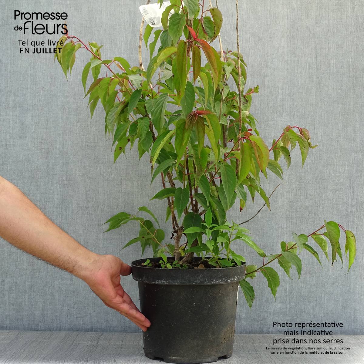 Stachyurus praecox Pot de 2L/3L - Image 2