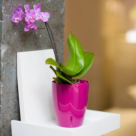 Gt Garden - Lot de 3 pots pour orchidées avec réserve d'eau - Orchidea pourpre 2 litres - GT GARDEN - Image 5