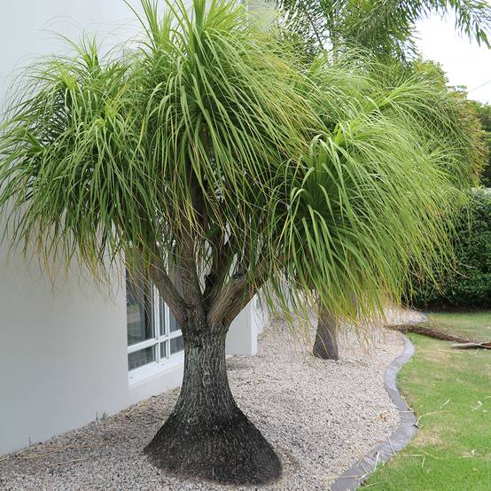 Promesse de Fleurs - Beaucarnea recurvata - Arbre bouteille ou Pied d'éléphant Mini-plante
