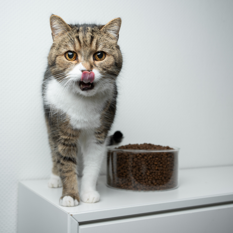 Felichef - Felichef - Terrines Sans Céréales Bio Volaille & Légumes pour Chat - Imagen 2