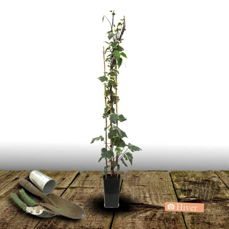 Lierre des colchide Dentata Variegata - Godet - 5/20 cm - Imagen 7