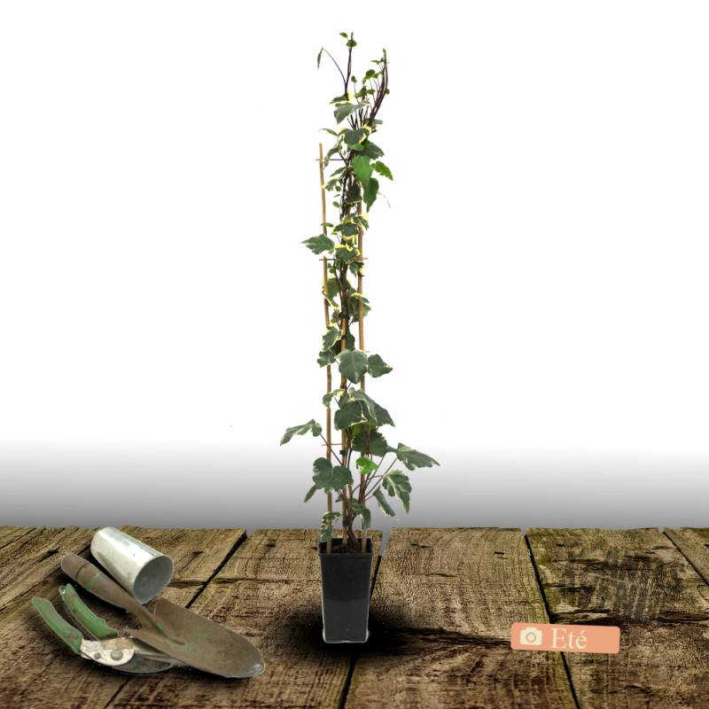 Lierre des colchide Dentata Variegata - Godet - 5/20 cm - Imagen 6