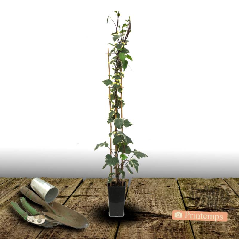 Lierre des colchide Dentata Variegata - Godet - 5/20 cm - Imagen 8