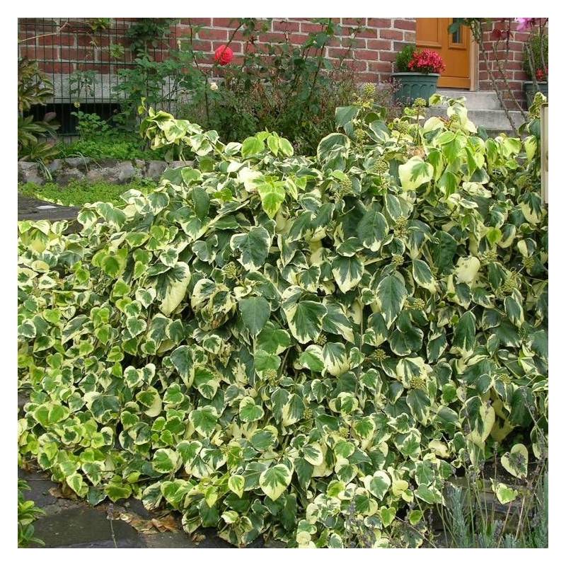 Lierre des colchide Dentata Variegata - Godet - 5/20 cm - Imagen 2