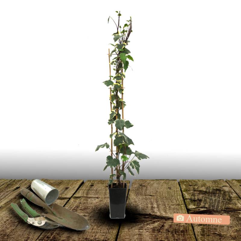 Lierre des colchide Dentata Variegata - Godet - 5/20 cm - Imagen 5