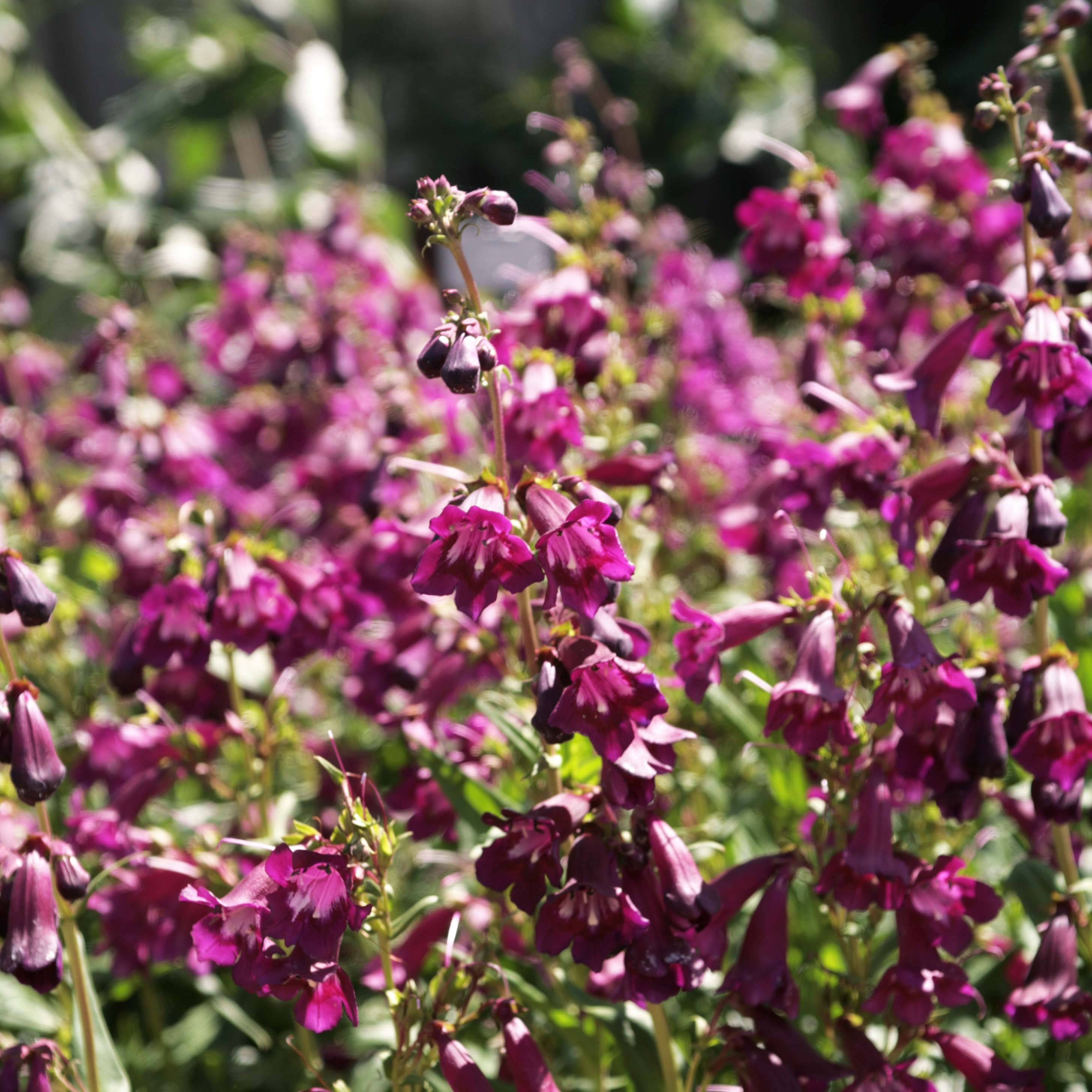 Penstemon Raven - Galane Godet de 8/9 cm