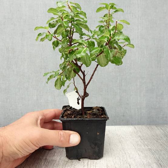 Promesse de Fleurs - Pittosporum tenuifolium Brin de Soleil Godet de 8/9 cm - Image 2