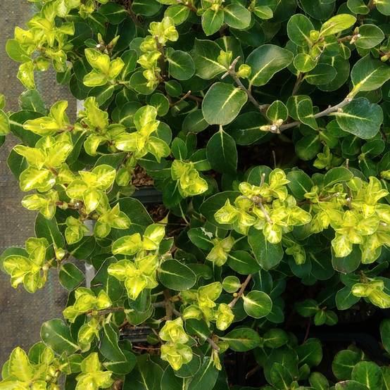 Promesse de Fleurs - Pittosporum tenuifolium Brin de Soleil Godet de 8/9 cm - Image 1