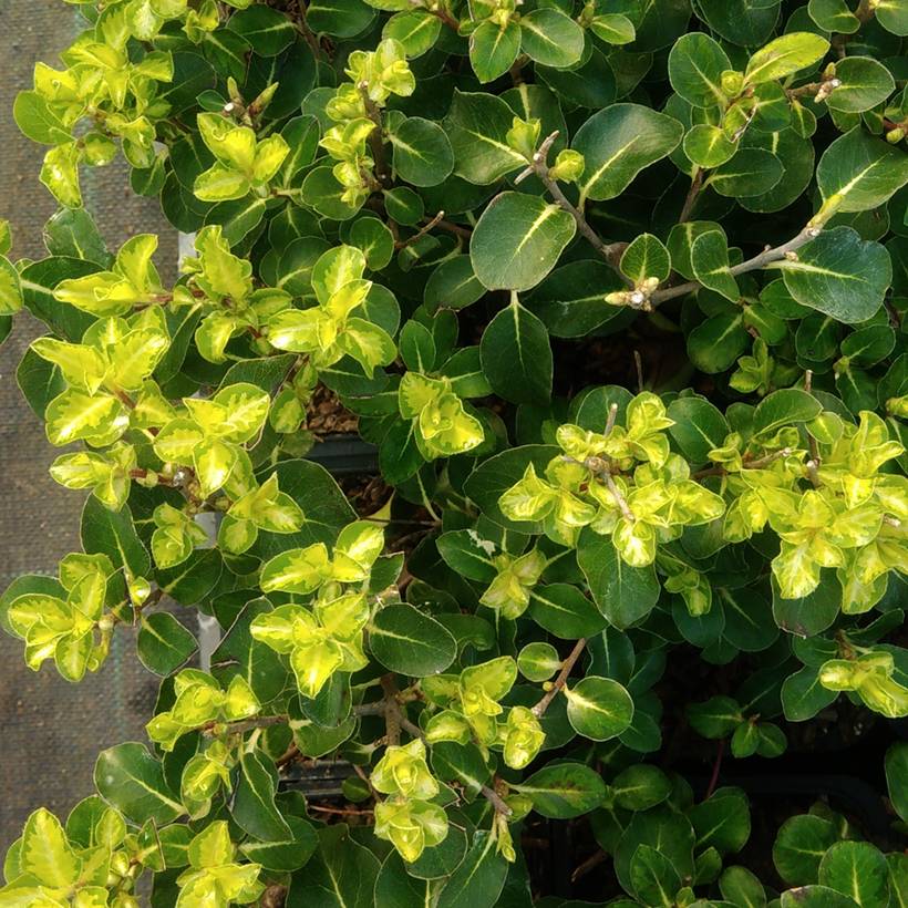 Promesse de Fleurs - Pittosporum tenuifolium Brin de Soleil Godet de 8/9 cm - Image 1