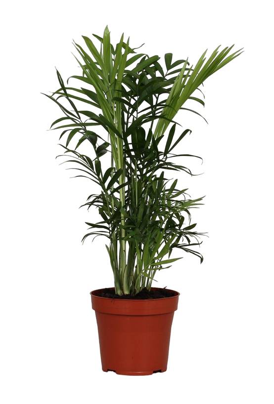 Chamaedorea Elegans 40cm - Plante d'intérieur- La Green Touch - Image 1