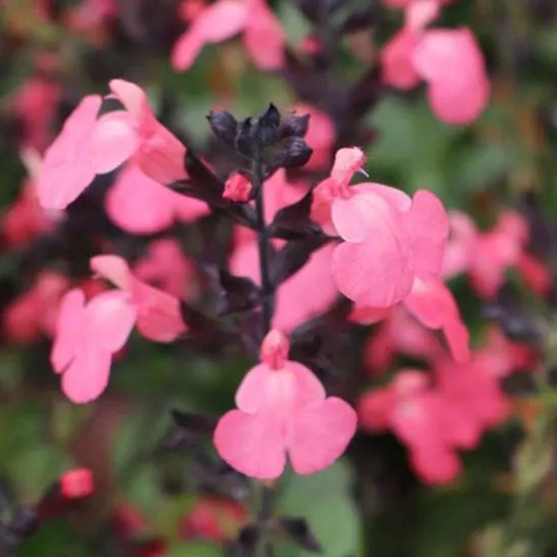 Sauge d'automne Mirage™ Salmon à fleurs Rose - feuillage Caduc - Pot de 3L - 20/40 cm-  hauteur à maturité De 0,50 m à 1,00 m - Image 2