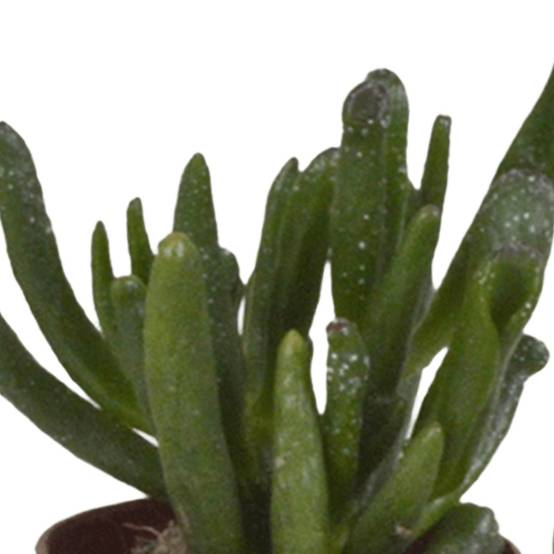 La Green Touch - Coffret succulente - Lot de 5 plantes h13cm- La Green Touch - Image 2