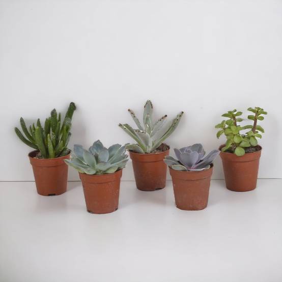 La Green Touch - Coffret succulente - Lot de 5 plantes h13cm- La Green Touch - Image 1