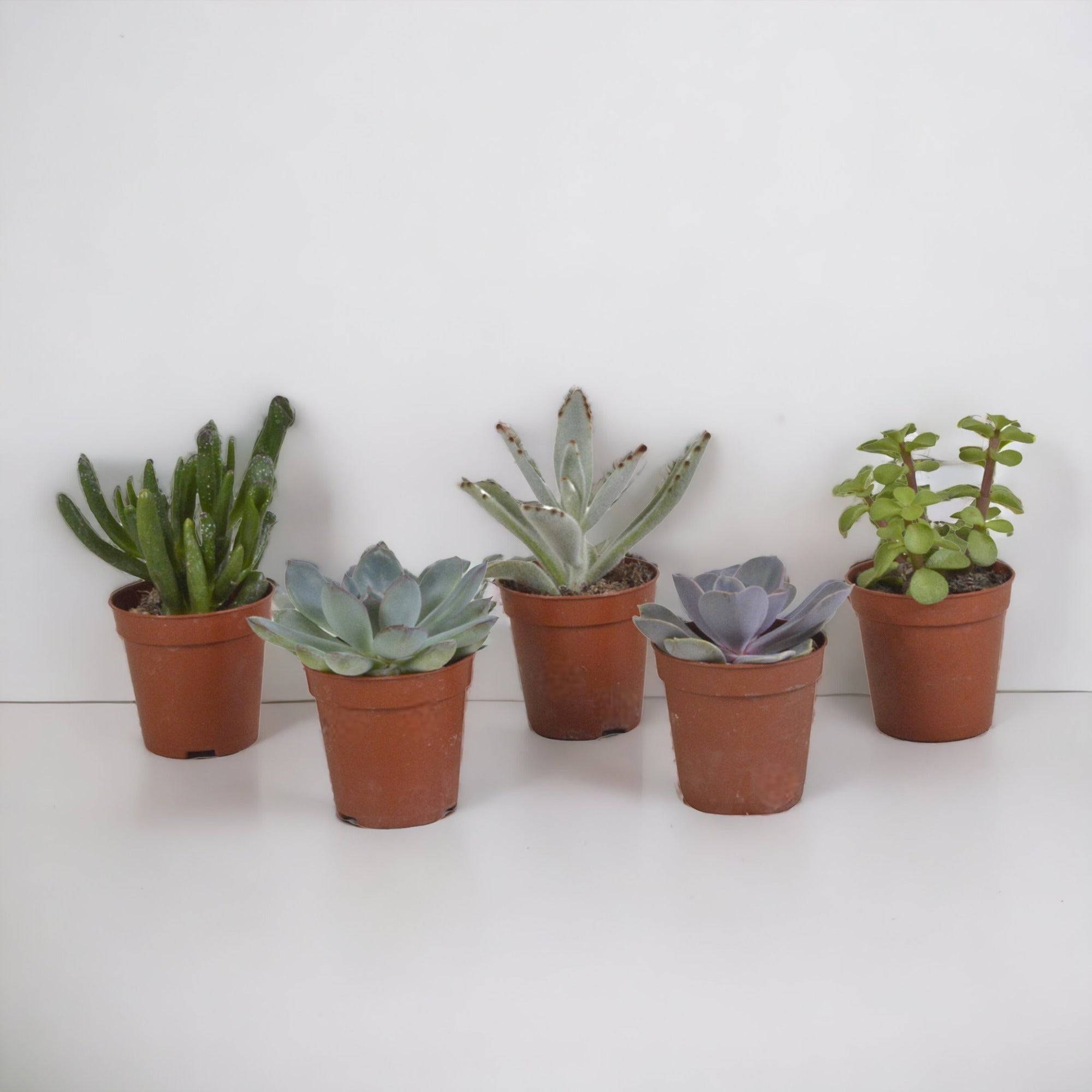 La Green Touch - Coffret succulente - Lot de 5 plantes h13cm- La Green Touch - Image 1