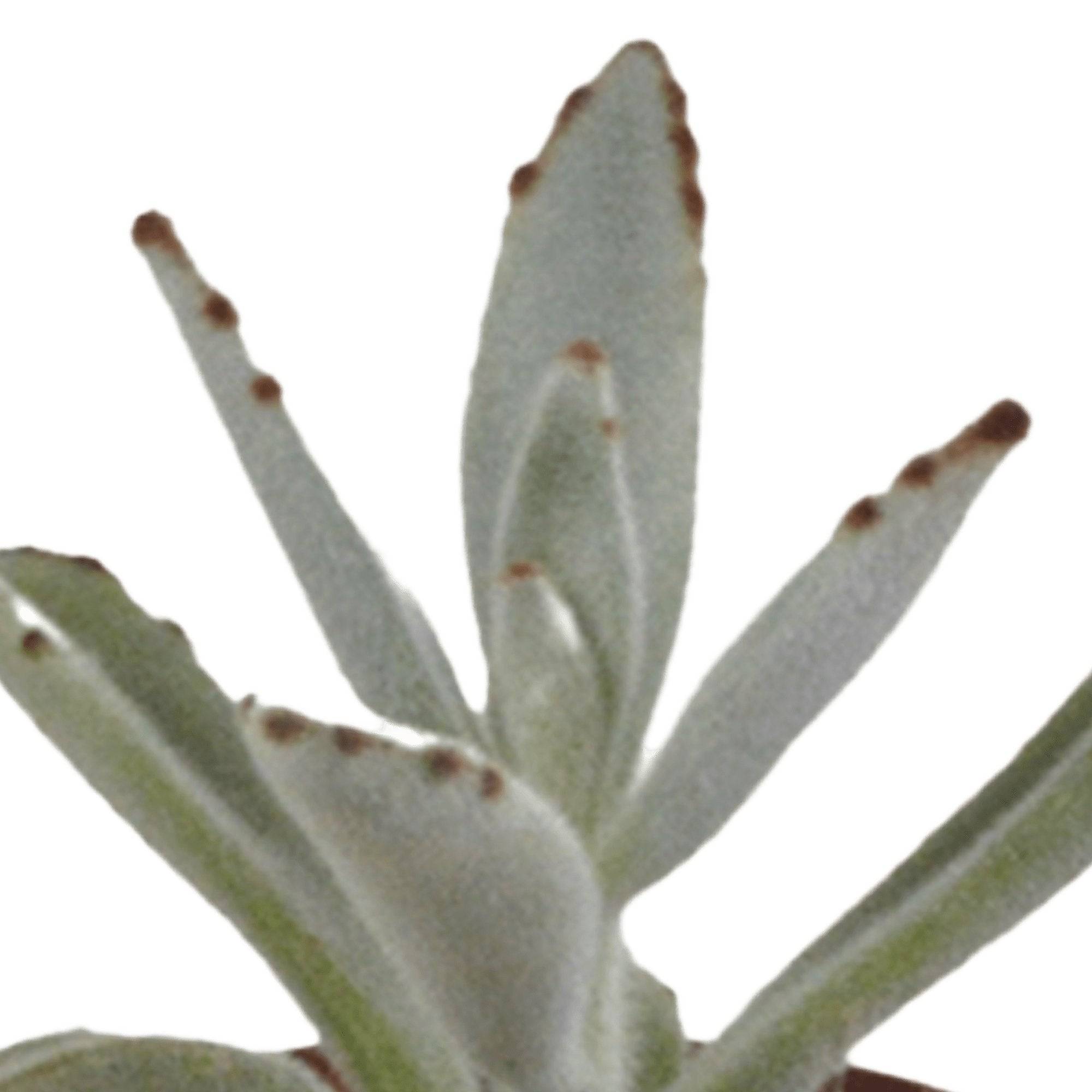 La Green Touch - Coffret succulente - Lot de 5 plantes h13cm- La Green Touch - Image 3