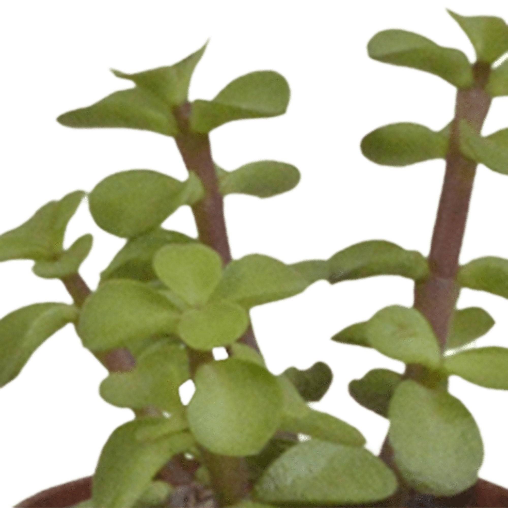 La Green Touch - Coffret succulente - Lot de 5 plantes h13cm- La Green Touch - Image 4