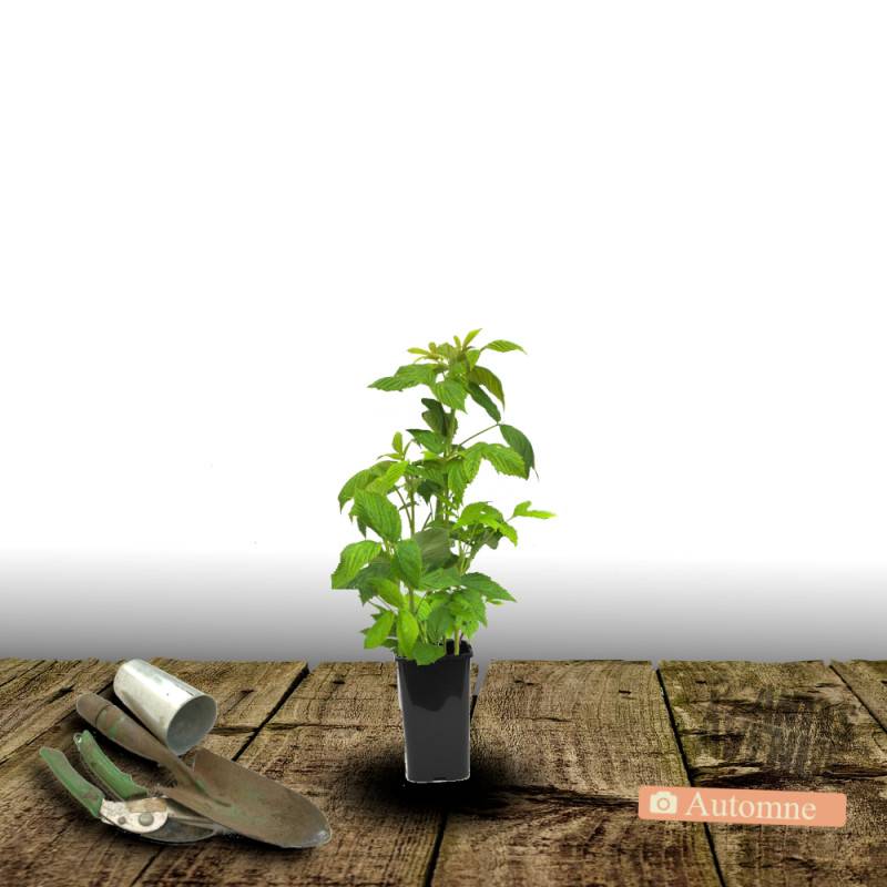 Framboisier Belle de Malicorne® 'Delgrosse' - Moyen rendement - Pot de 5L - Touffe - De 1,00 m à 1,50 m - Image 6