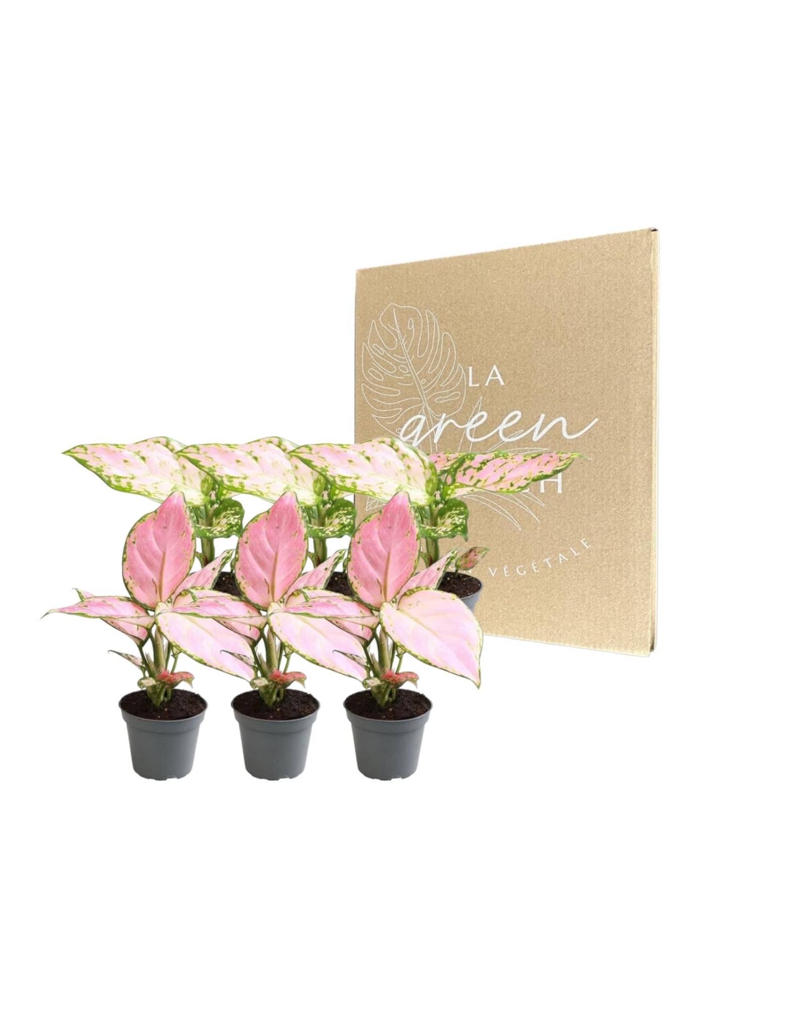 La Green Touch - Coffret Aglaonema - H12cm - Imagen 1