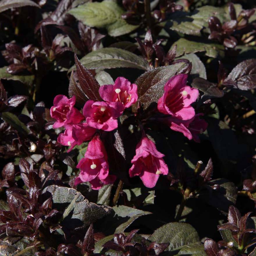 Weigela florida Minor Black Godet de 8/9 cm