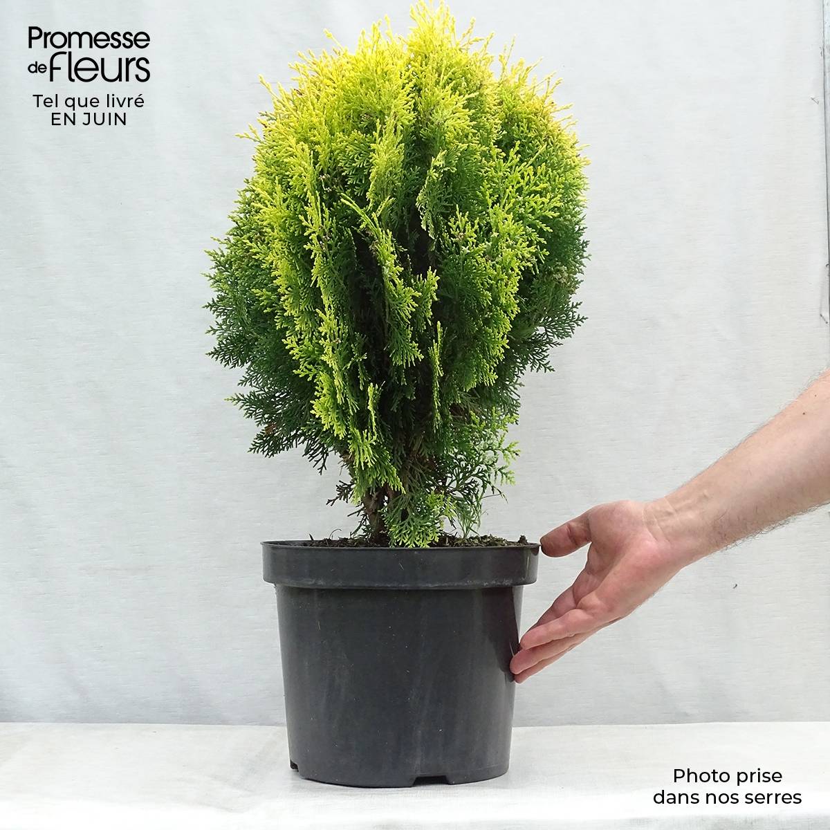 Thuya d'Orient - Platycladus orientalis Aurea Nana Pot de 7,5L/10L - Image 2