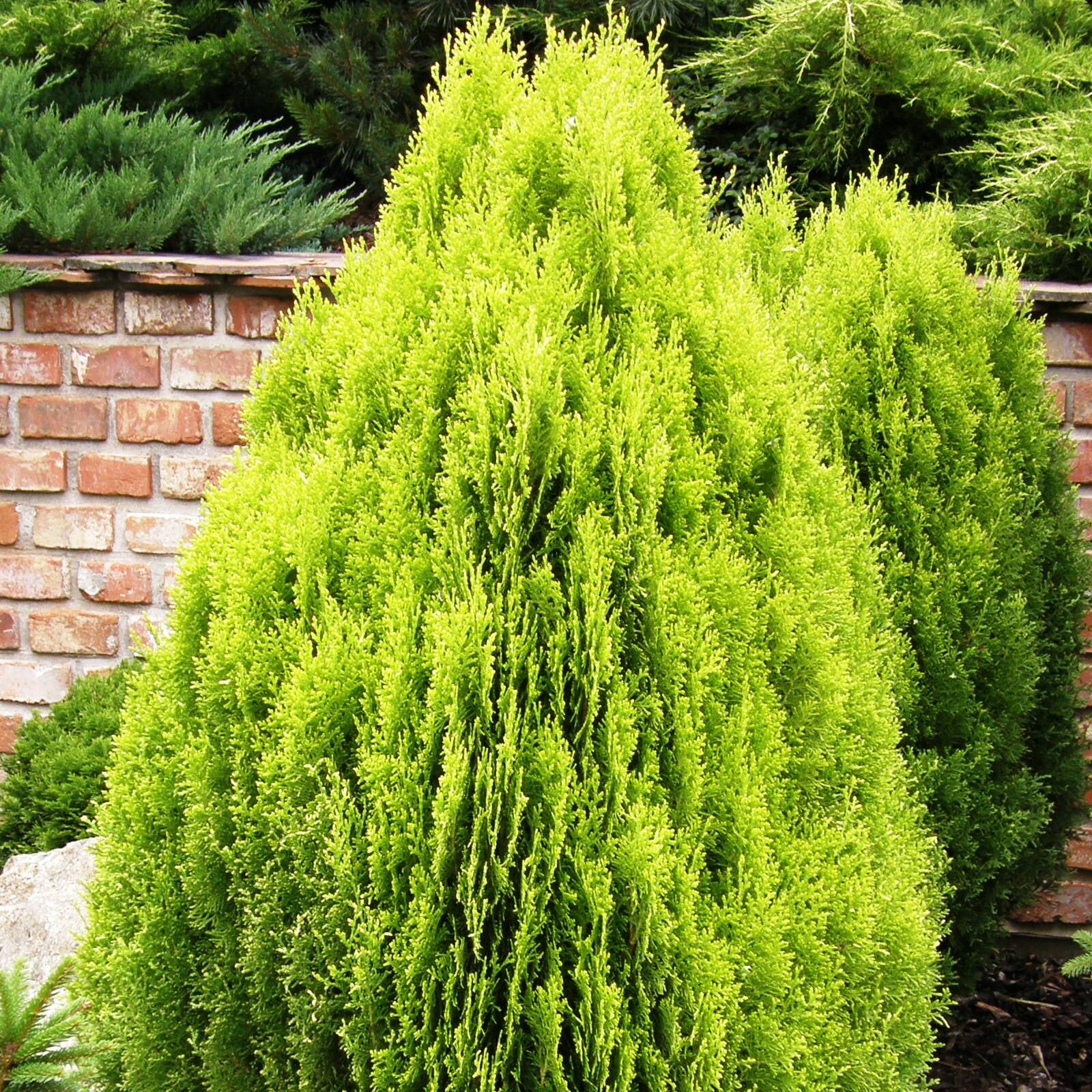 Thuya d'Orient - Platycladus orientalis Aurea Nana Pot de 7,5L/10L - Image 1