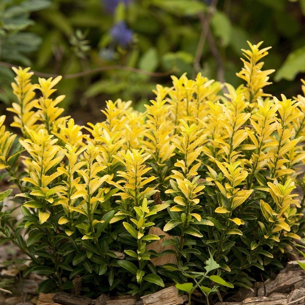 Promesse de Fleurs - Euonymus japonicus Happiness - Fusain du Japon Pot de 4L/5L - Image 1
