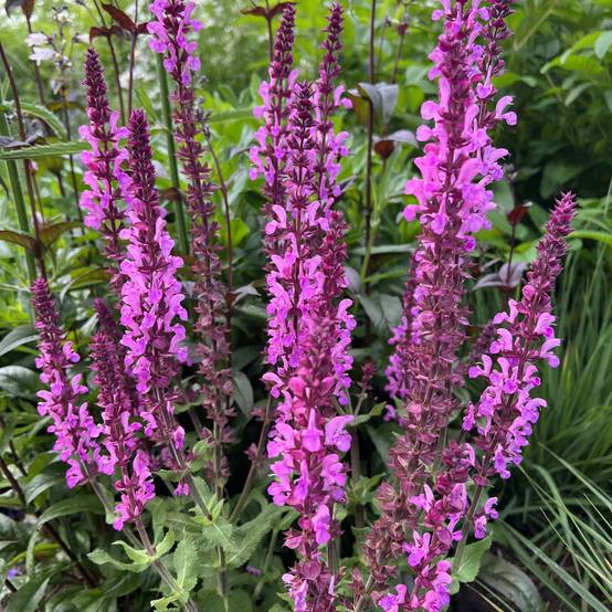 Salvia nemorosa Katsjing - Sauge des bois Godet de 8/9 cm