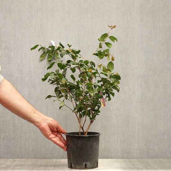 Camélia d'automne - Camellia sasanqua Cleopatra Pot de 3L/4L - Image 2