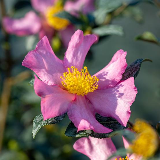 Camélia d'automne - Camellia sasanqua Cleopatra Pot de 3L/4L - Image 1