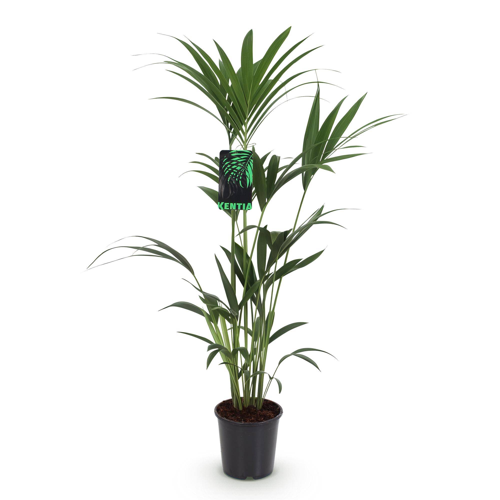 Howea Forsteriana - Kentia Palm - Pot de 21cm - Hauteur 120-130cm - 1 plante - Sans cache-pot - Plantes d'intérieur - Image 2
