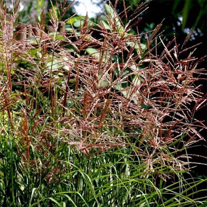 Miscanthus sinensis Dronning Ingrid - Roseau de Chine Pot de 1,5L/2L
