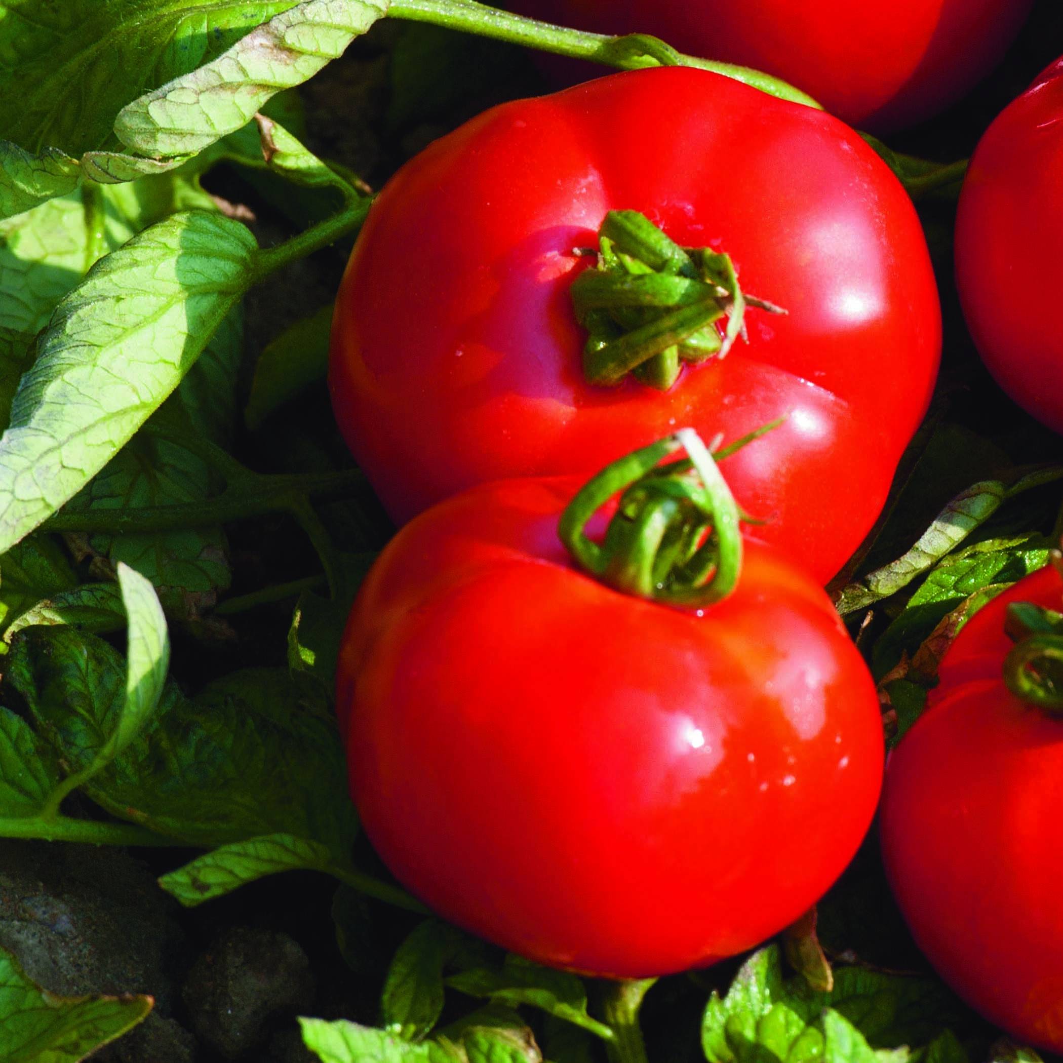 Tomate Fournaise F1 en plants Mini-motte Ø 3/4 cm (par 5)