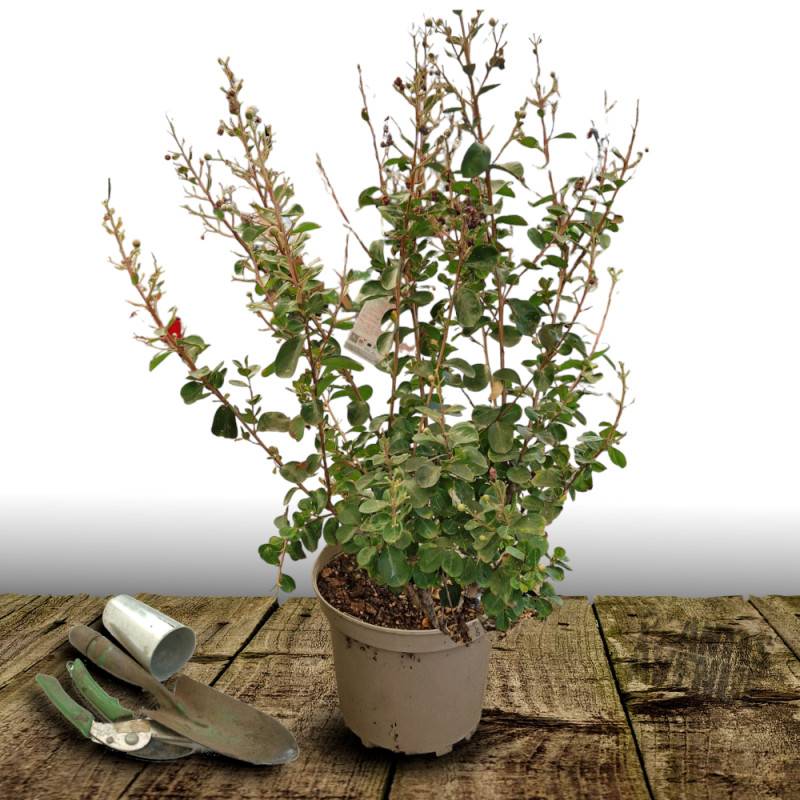 Lilas des Indes Rose, Lagerstroemia à fleurs Rose/ - feuillage Caduc - Pot de 7,5L - 60/80 cm - Image 2