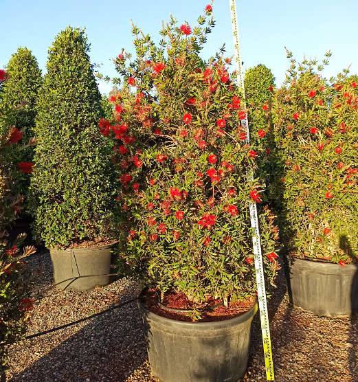 Sans Marque - Callistemon citrinus cv. Splendens (Rince bouteille) Taille:Pot de 65L - 130/150cm - Image 3