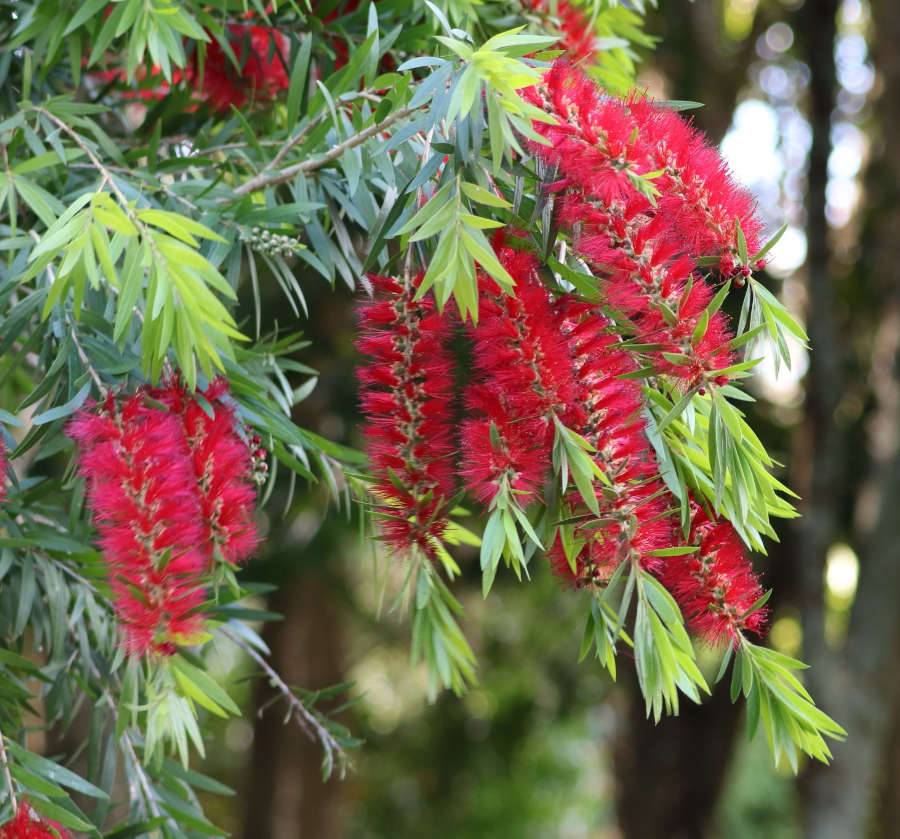 Sans Marque - Callistemon citrinus cv. Splendens (Rince bouteille) Taille:Pot de 65L - 130/150cm - Image 4