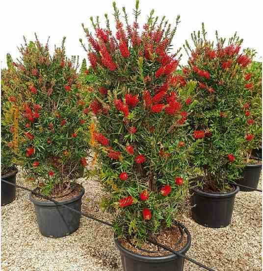 Sans Marque - Callistemon citrinus cv. Splendens (Rince bouteille) Taille:Pot de 65L - 130/150cm - Image 1