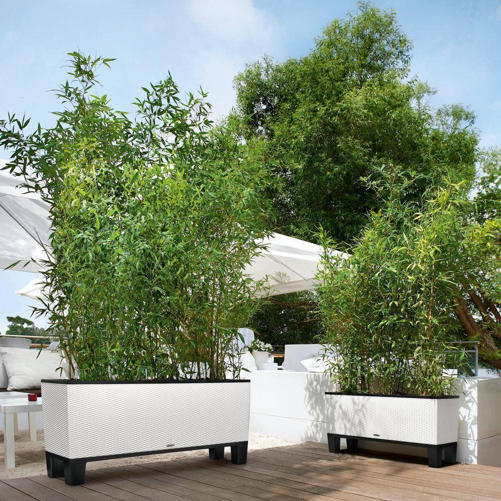 Lechuza - Pot Trio Cottage 40 - kit complet, blanc - 130 cm Lechuza - Imagen 5