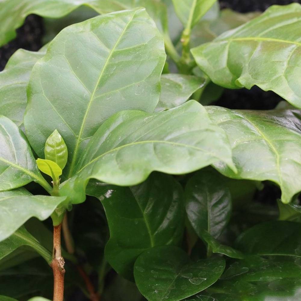 Gardenersdream - Coffea Arabica – 1 X Caféier Luisant Pour La Maison Ou Le Bureau En Pot - GardenersDream - Imagen 4