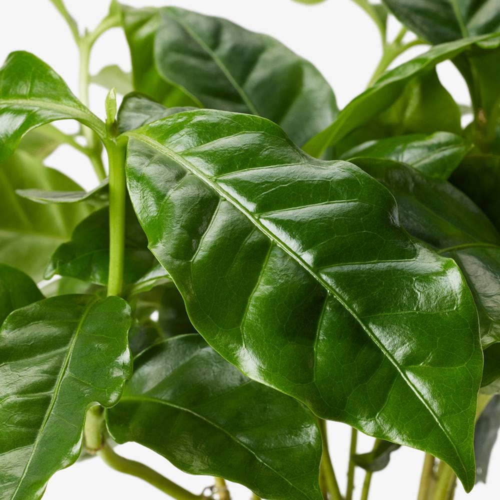 Gardenersdream - Coffea Arabica – 1 X Caféier Luisant Pour La Maison Ou Le Bureau En Pot - GardenersDream - Imagen 3
